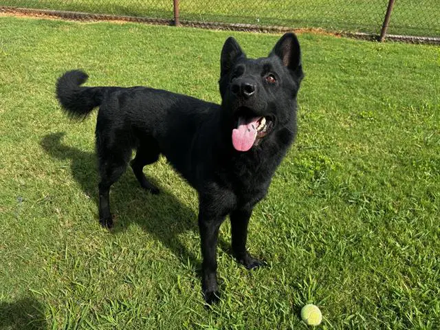 Midnight - German Shepherd Dog