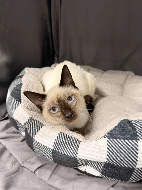 Graham - Siamese