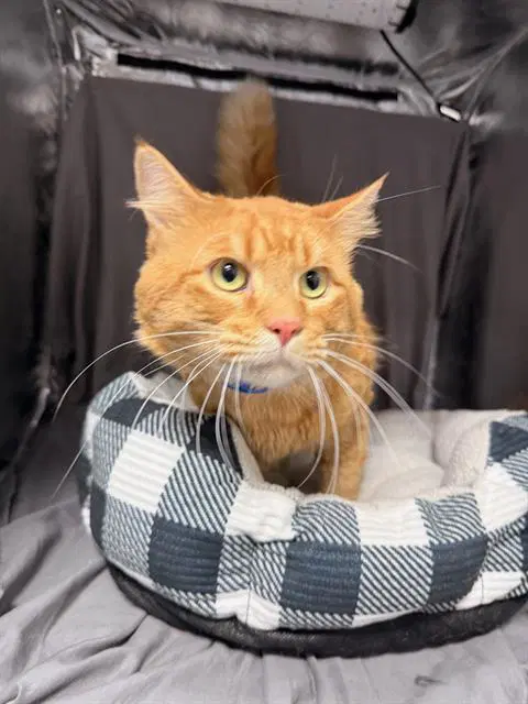 Klay - Domestic Short Hair