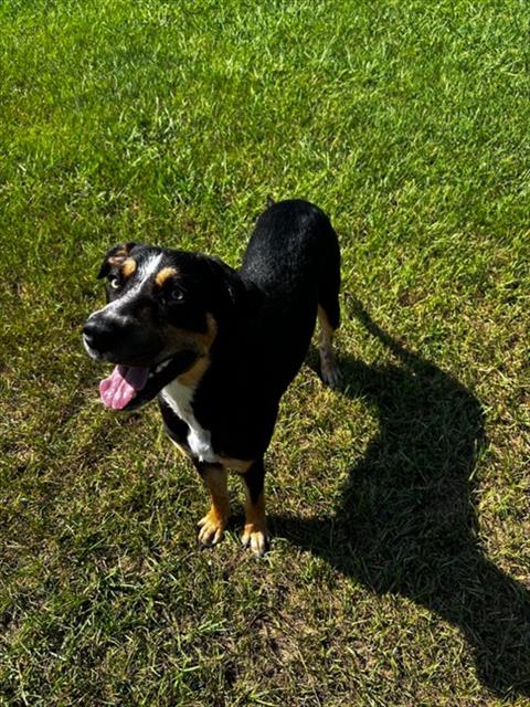 QUIN, a dog for adoption from Columbia County Animal Care & Control