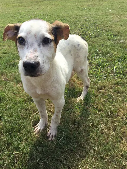 Dash - Beagle