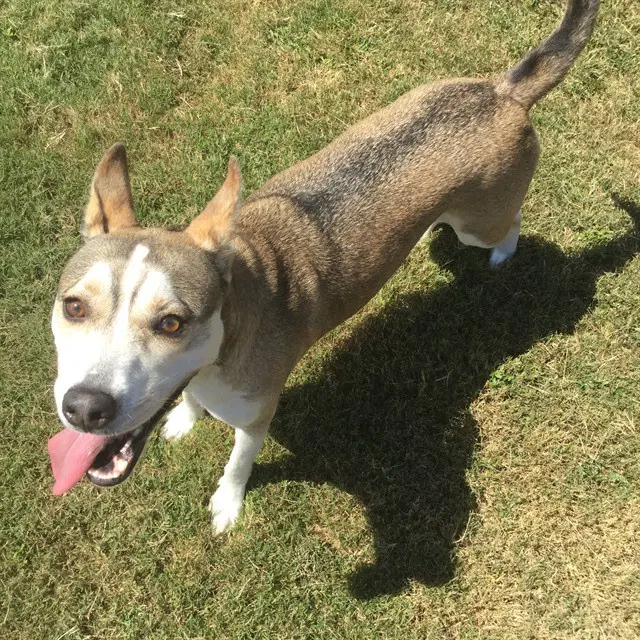 Freya - Husky