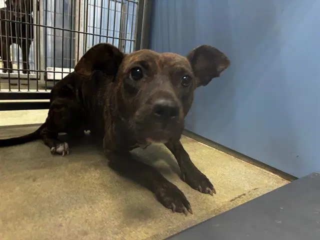 Sunny - Pit Bull Terrier