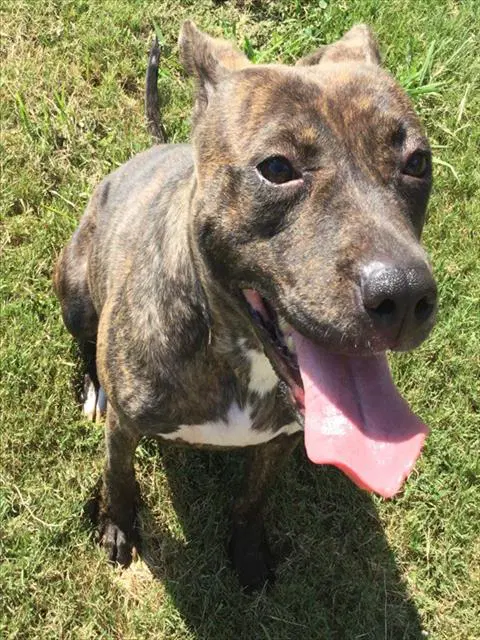 Sunny - Pit Bull Terrier