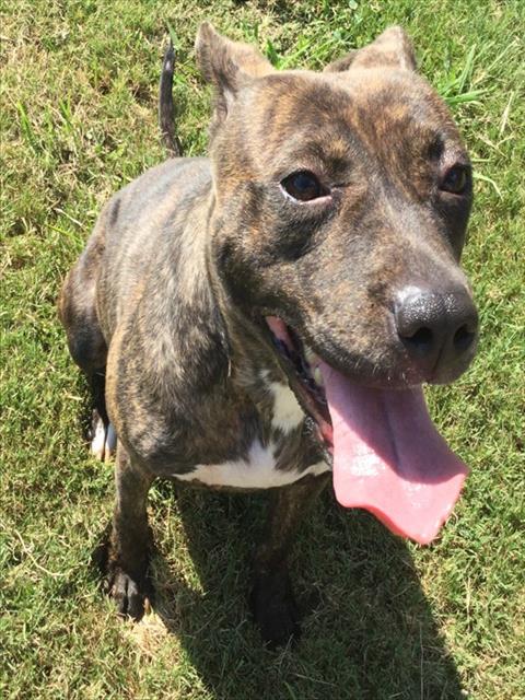 SUNNY, a dog for adoption from Columbia County Animal Care & Control