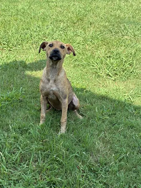Mina - Pit Bull Terrier