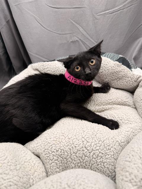 picture of the cat needing adoption