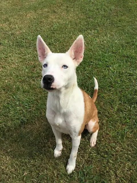Terra - Collie