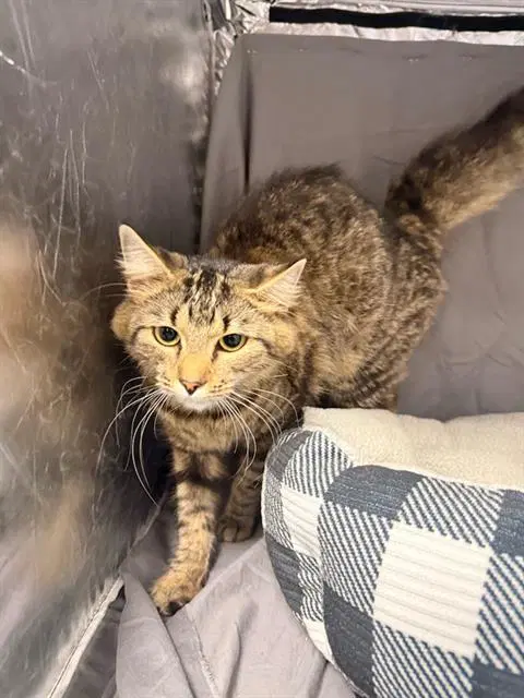 Leia - Domestic Medium Hair