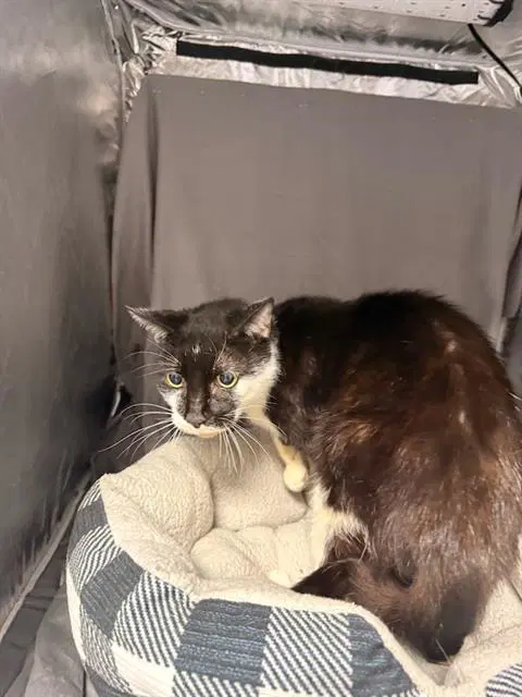 Howie - Domestic Short Hair