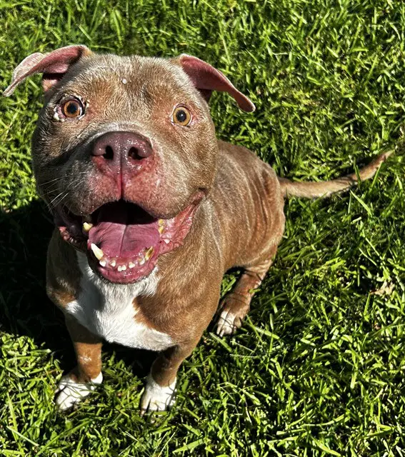 Zeus - American Pit Bull Terrier