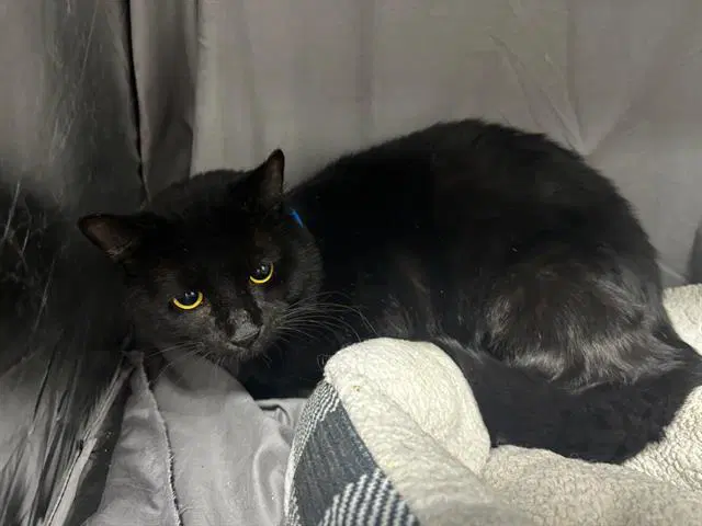 Bear - Domestic Short Hair