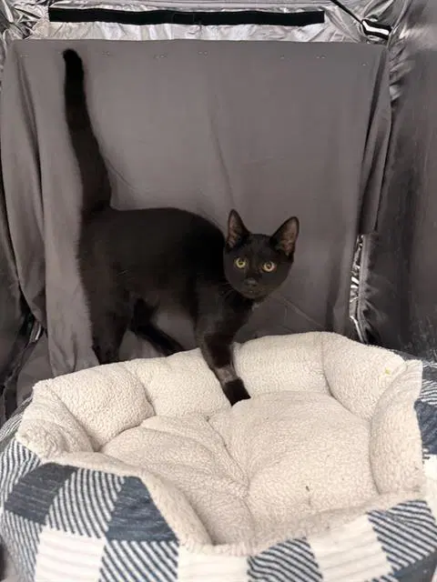 Bodie - Domestic Short Hair