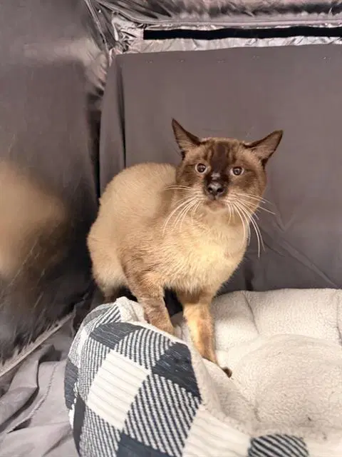 Elvis - Siamese
