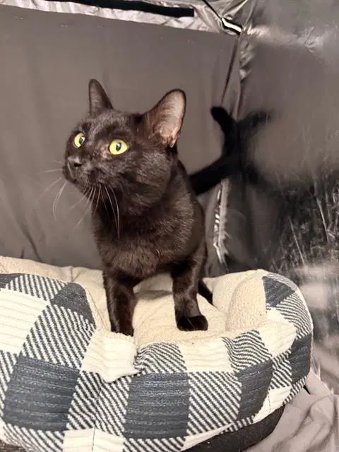 Merle - Domestic Short Hair