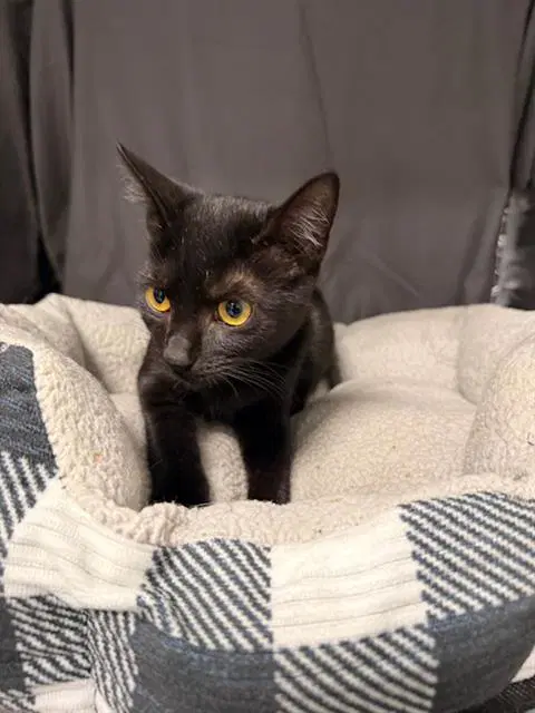 Doris - Domestic Short Hair