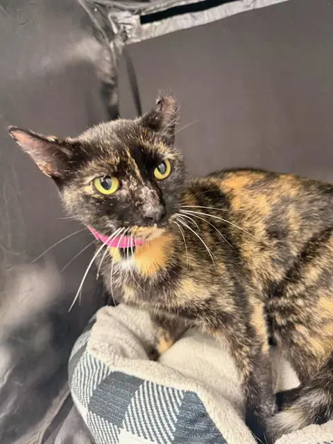 Sienna - Domestic Short Hair