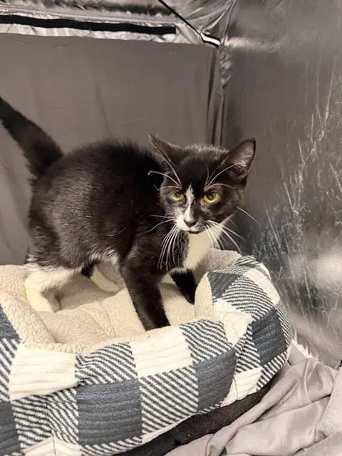 Melody - Domestic Short Hair