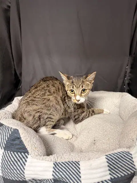 Tuesday - Domestic Short Hair
