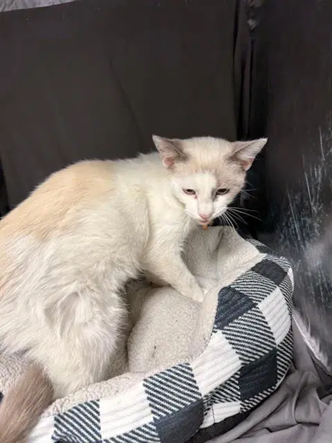 Finn - Siamese