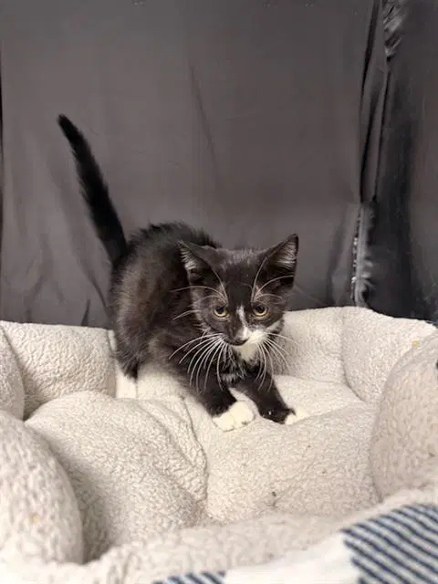 Tango - Domestic Short Hair