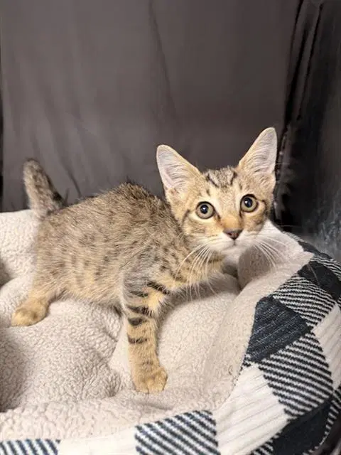 Cha Cha - Domestic Short Hair