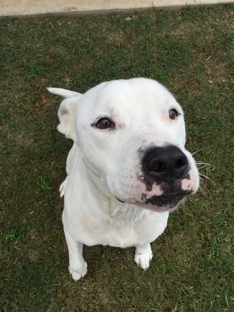 Blizzard - Bulldog