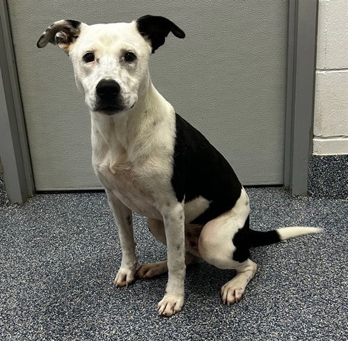 SNOOPY, a dog for adoption from Columbia County Animal Care & Control