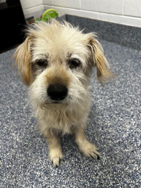 CARLY, a dog for adoption from Columbia County Animal Care & Control