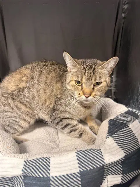 Lexi - Domestic Short Hair