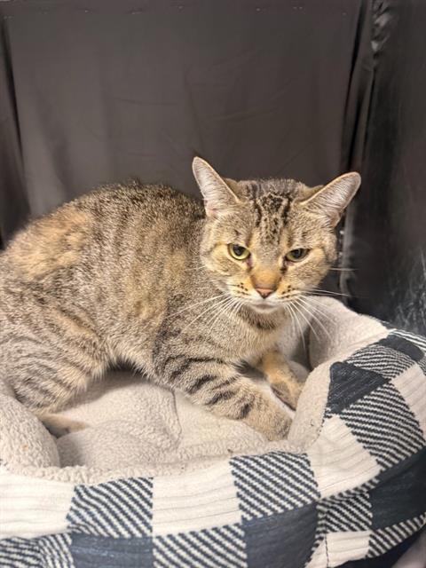 LEXI, a cat for adoption from Columbia County Animal Care & Control