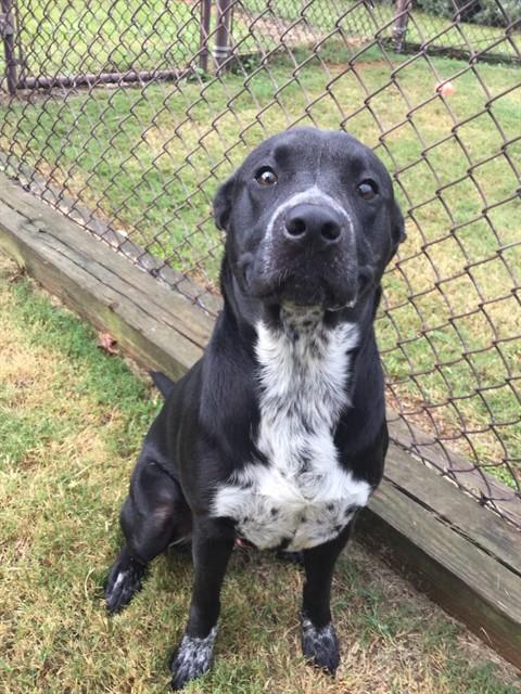 Roman, Pit Bull Terrier