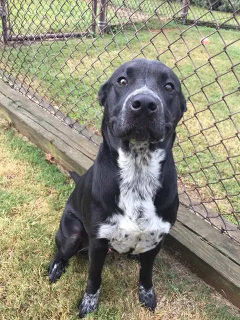 Roman - Pit Bull Terrier