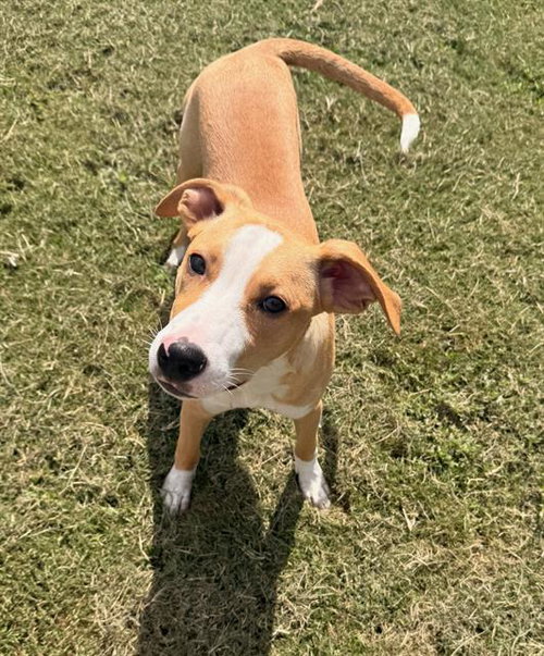 PALMER, a dog for adoption from Columbia County Animal Care & Control