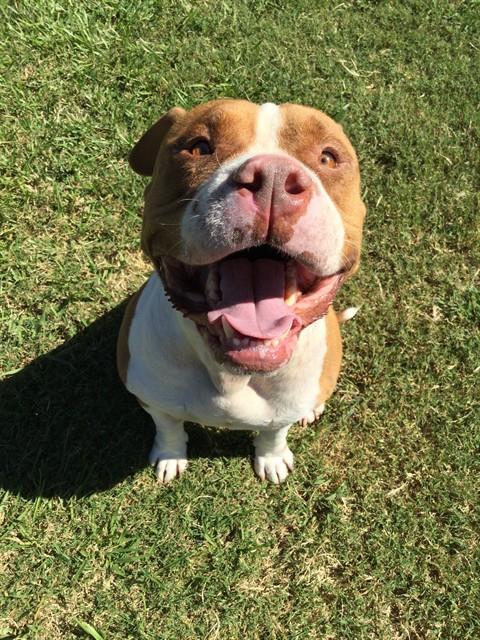 ARTHUR, a dog for adoption from Columbia County Animal Care & Control