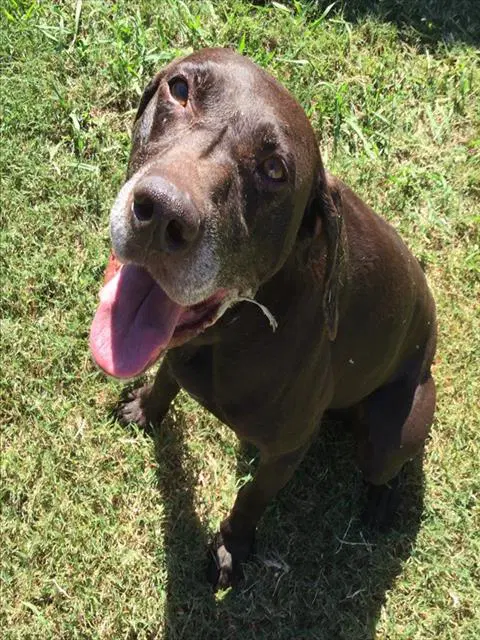 Picasso - German Shorthaired Pointer