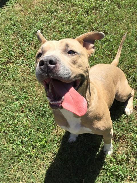 PHILLIP, a dog for adoption from Columbia County Animal Care & Control