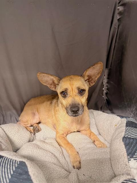 Jane, Chihuahua