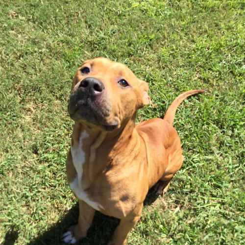 DOUG, a dog for adoption from Columbia County Animal Care & Control