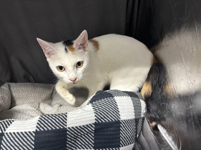 Zoe, Domestic Short Hair