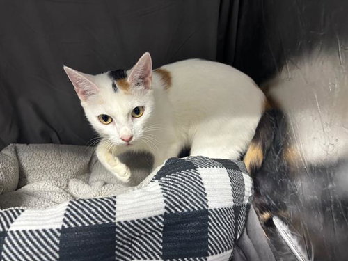 ZOE, a cat for adoption from Columbia County Animal Care & Control