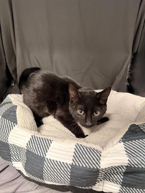 LUNA, a cat for adoption from Columbia County Animal Care & Control