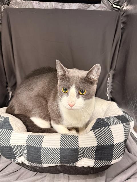 LINCOLN, a cat for adoption from Columbia County Animal Care & Control