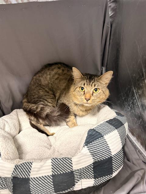 ARCHIE, a cat for adoption from Columbia County Animal Care & Control