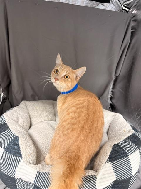 TOBIAS, a cat for adoption from Columbia County Animal Care & Control