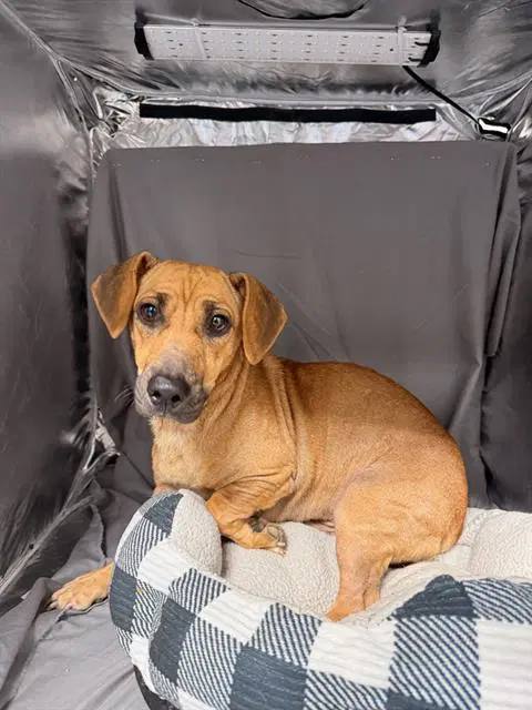 Jake - Dachshund