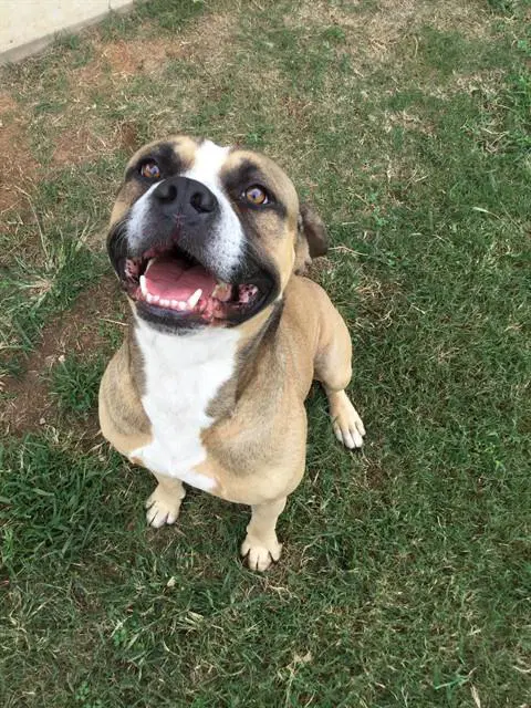 Dax - Pit Bull Terrier
