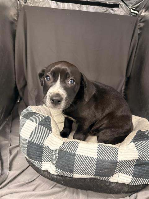 TUCKER, a dog for adoption from Columbia County Animal Care & Control