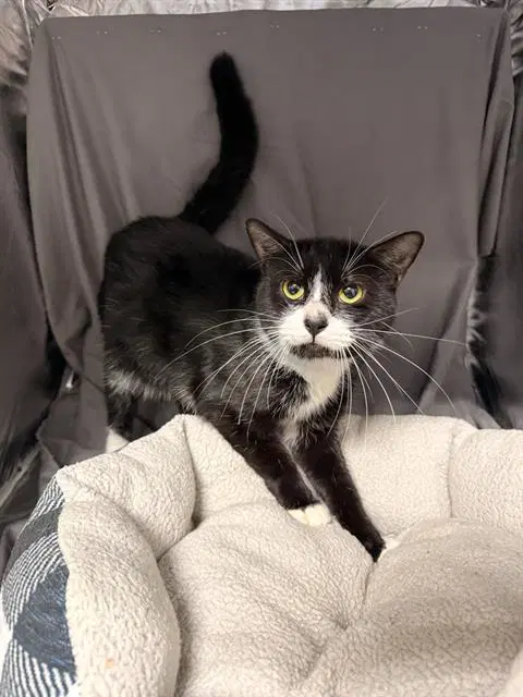 Earl - Domestic Short Hair