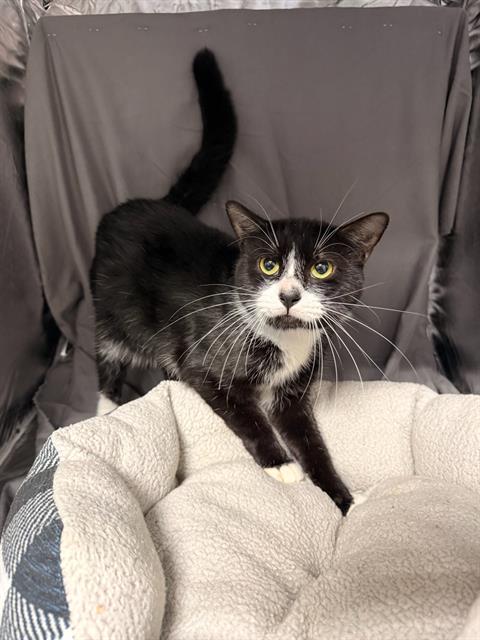 EARL, a cat for adoption from Columbia County Animal Care & Control